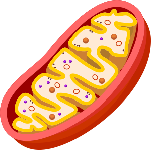 mitochondria
